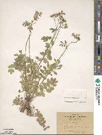 Polemonium reptans image