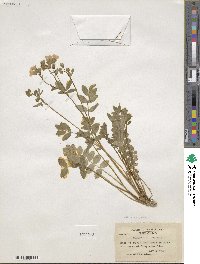 Polemonium reptans image