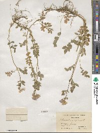 Polemonium reptans image