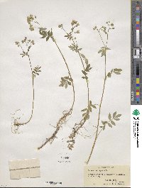 Polemonium reptans image