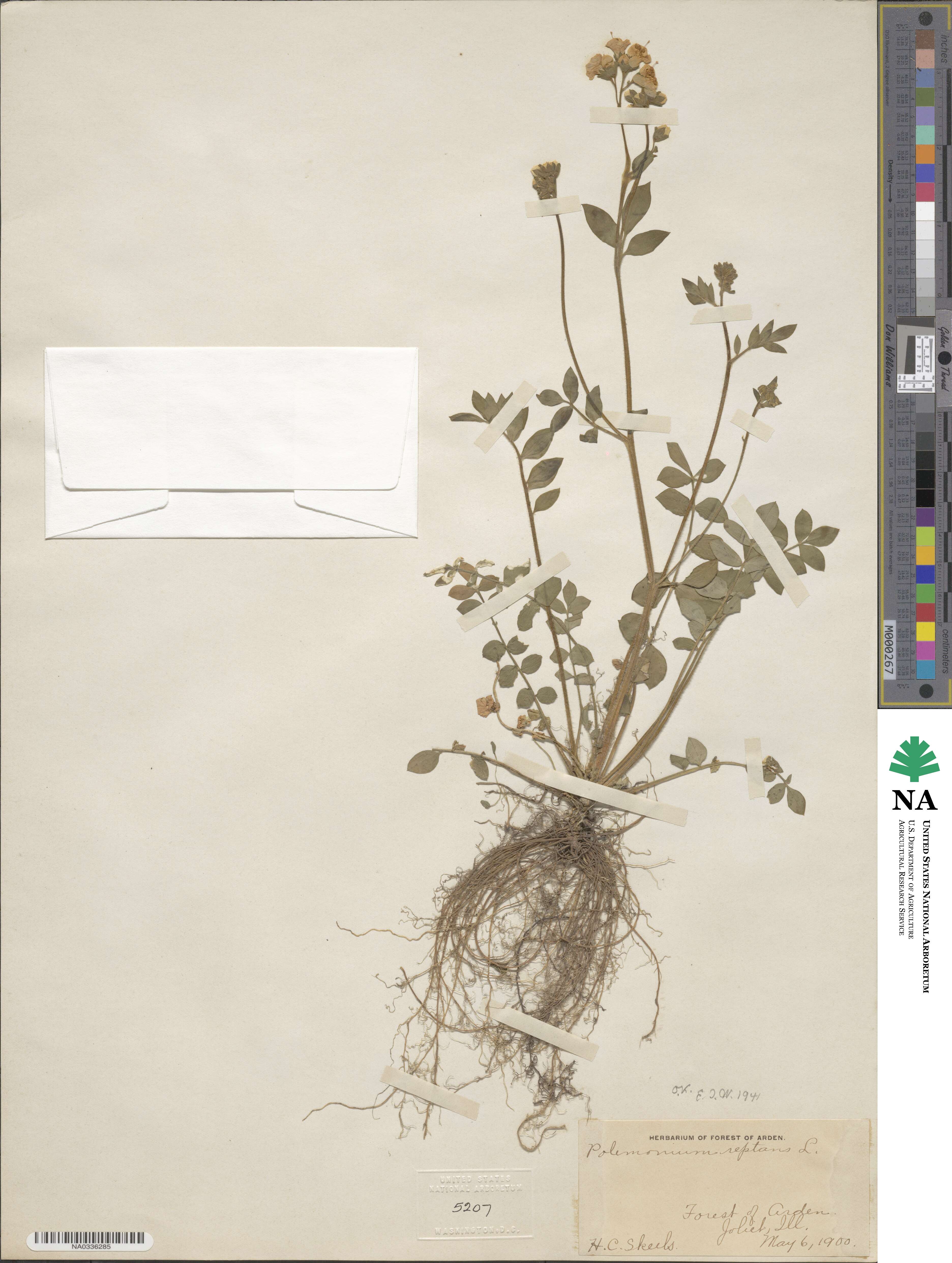 Polemonium reptans image