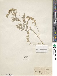 Polemonium reptans image