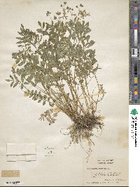 Polemonium reptans image