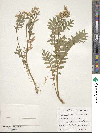 Polemonium pulcherrimum image