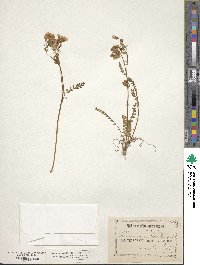 Polemonium pulcherrimum image