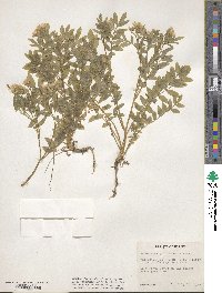 Polemonium pulcherrimum image