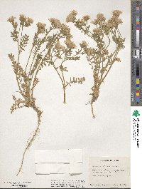 Polemonium pulcherrimum image