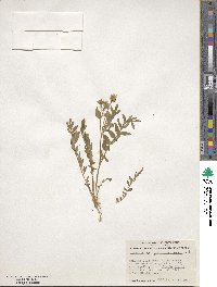 Polemonium pulcherrimum image