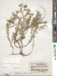 Polemonium pulcherrimum image