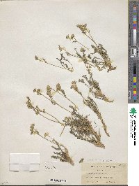 Polemonium pulcherrimum image