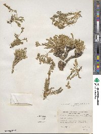 Polemonium pulcherrimum image