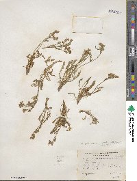 Polemonium pulcherrimum image