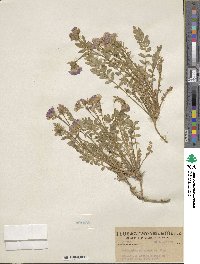 Polemonium pulcherrimum image