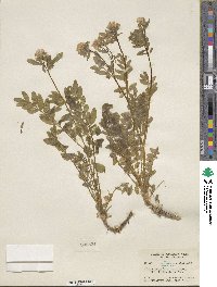 Polemonium pulcherrimum image