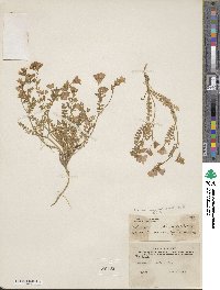 Polemonium pulcherrimum image