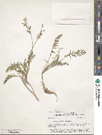 Polemonium pulcherrimum image