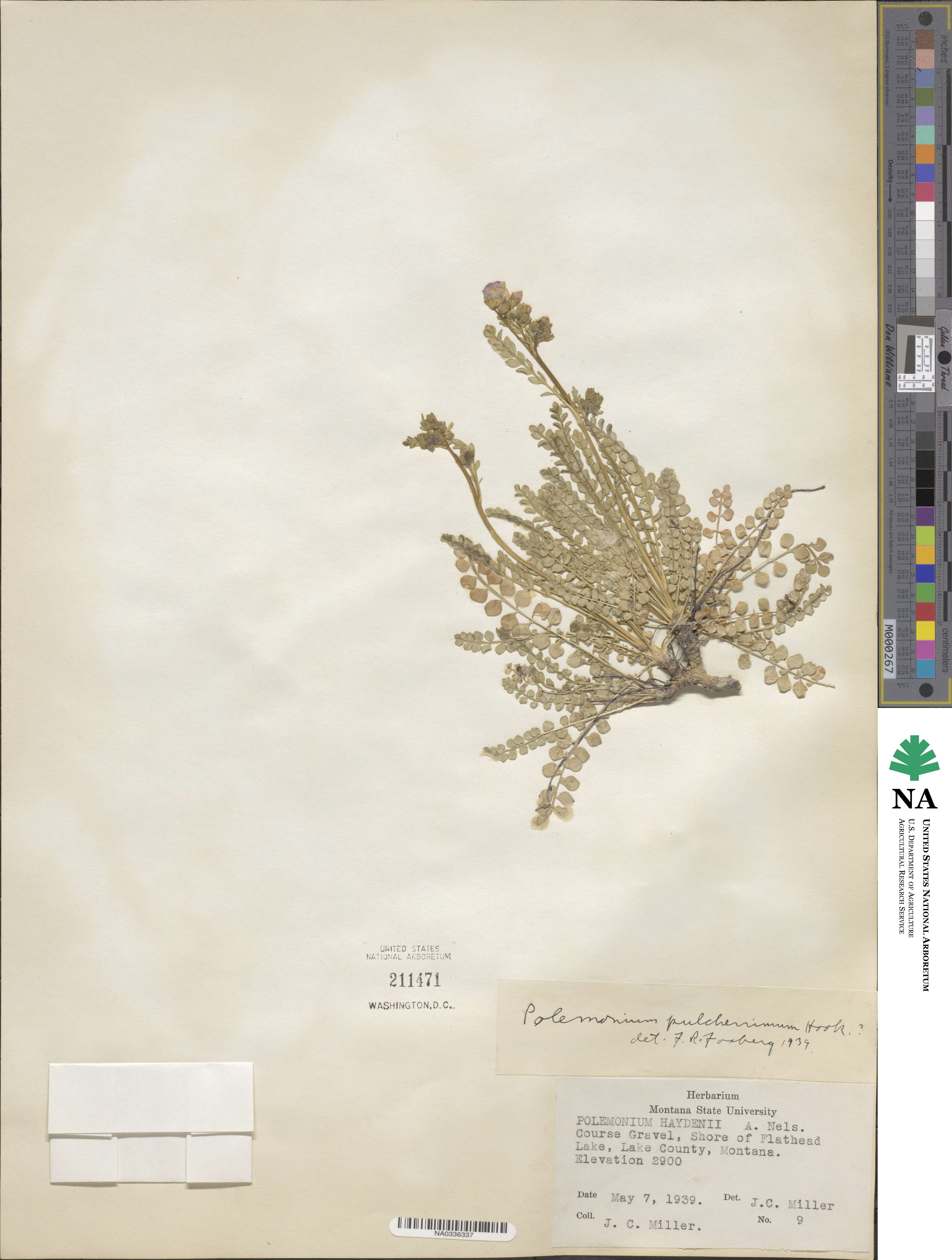 Polemonium pulcherrimum image