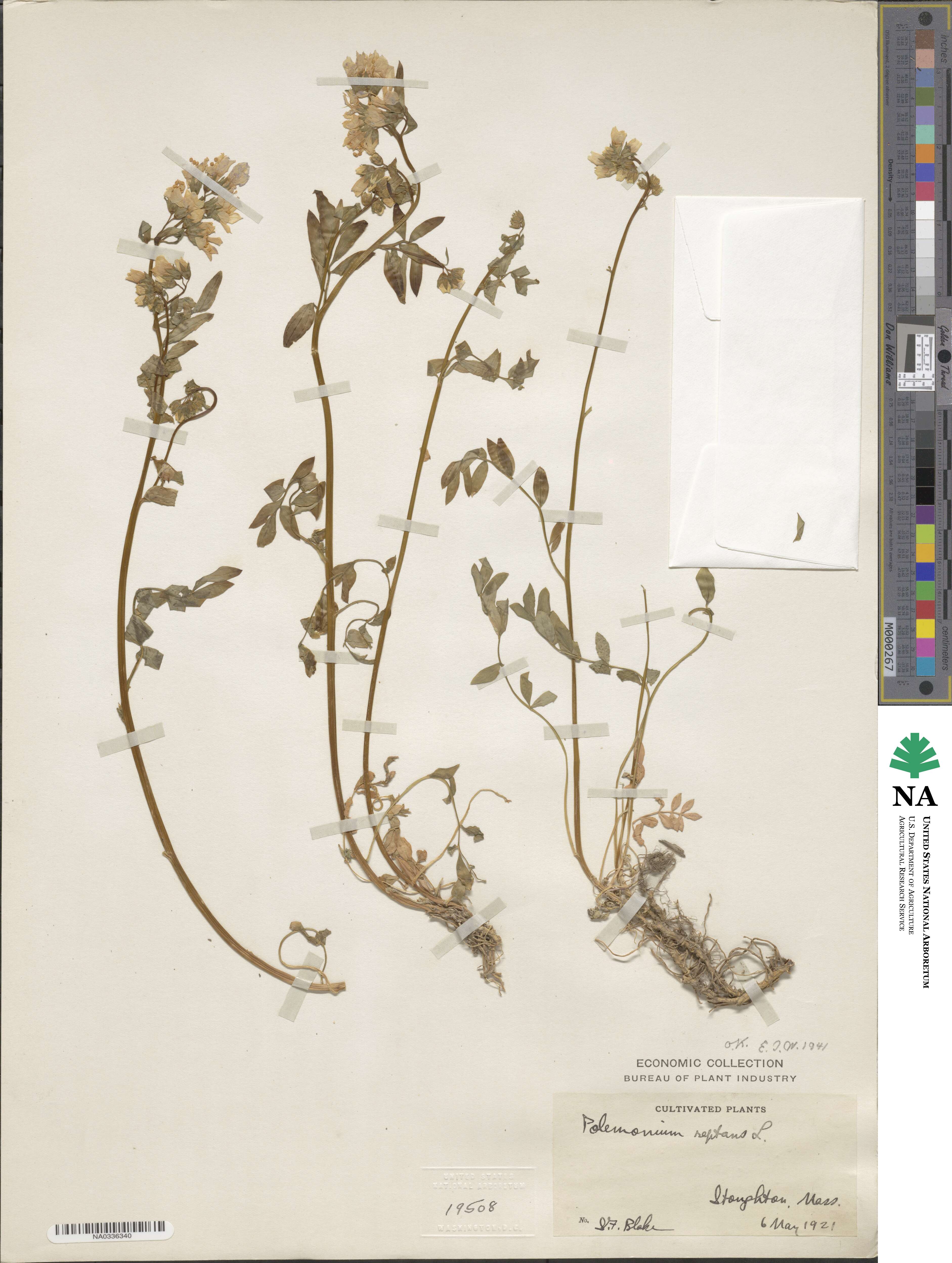 Polemonium reptans image
