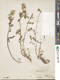 Polemonium reptans image