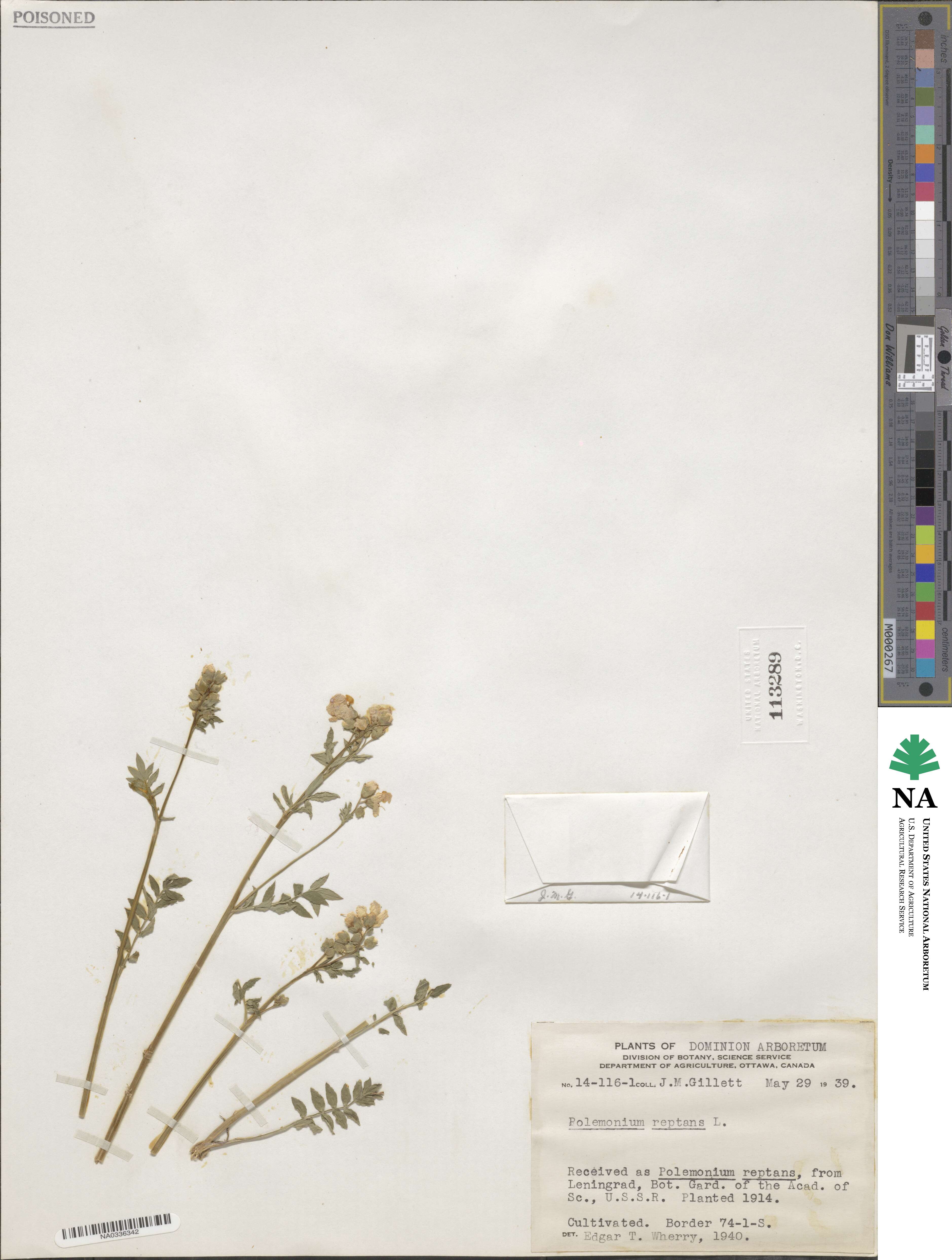 Polemonium reptans image