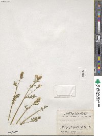 Polemonium reptans image