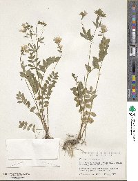 Polemonium reptans image