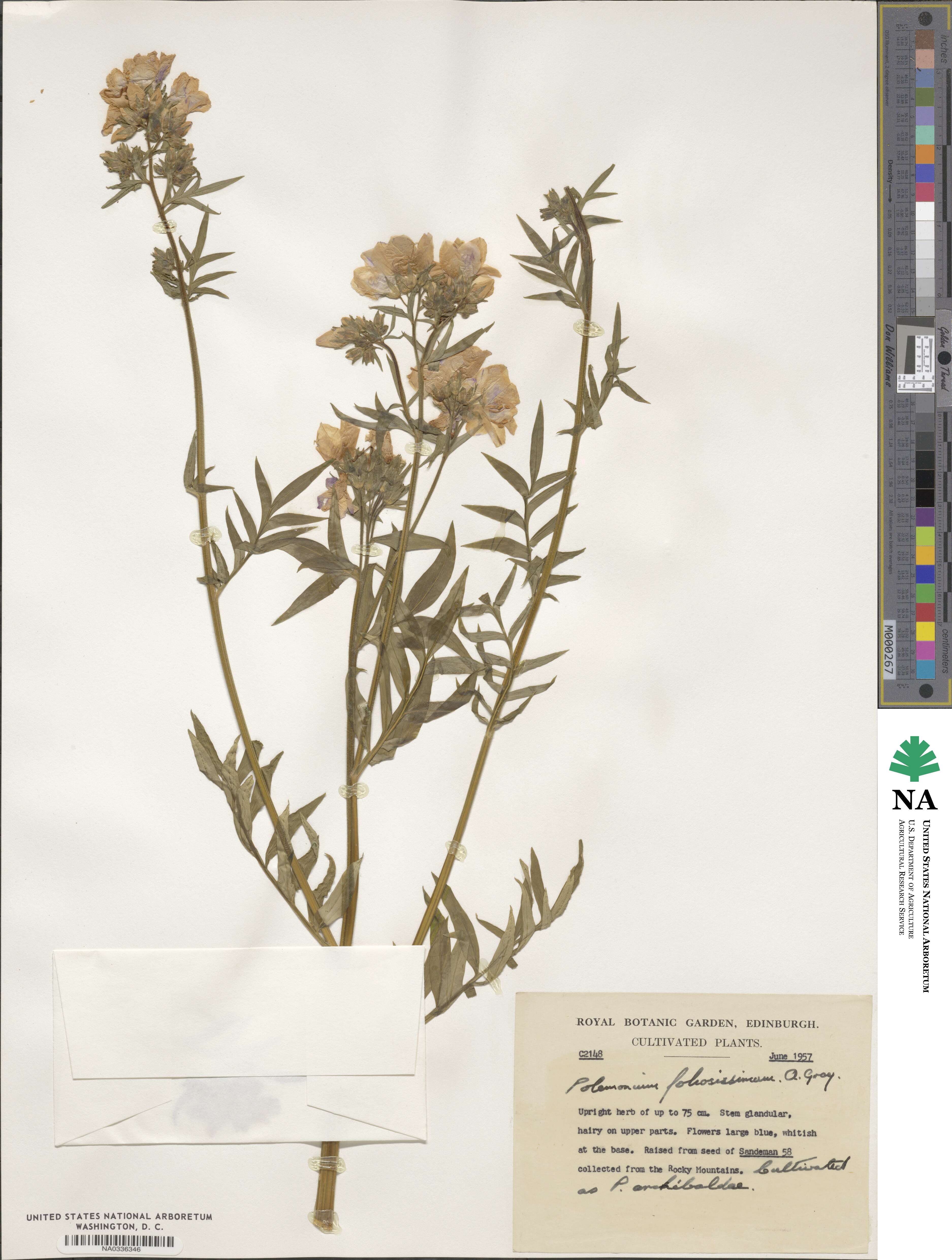 Polemonium foliosissimum image