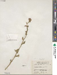 Polemonium foliosissimum image