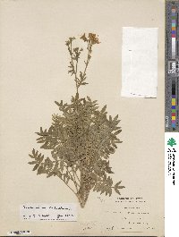 Polemonium caeruleum subsp. caeruleum image