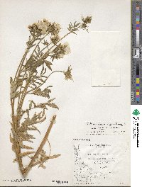 Polemonium caeruleum image