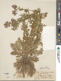 Polemonium caeruleum image