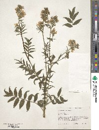 Polemonium caeruleum image