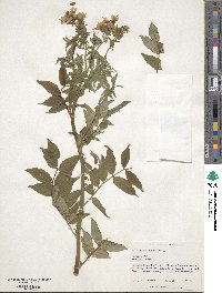 Polemonium caeruleum image