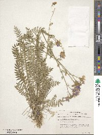 Polemonium caeruleum image