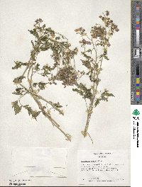 Polemonium caeruleum image