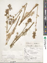 Polemonium caeruleum image