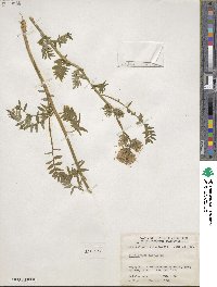 Polemonium caeruleum image