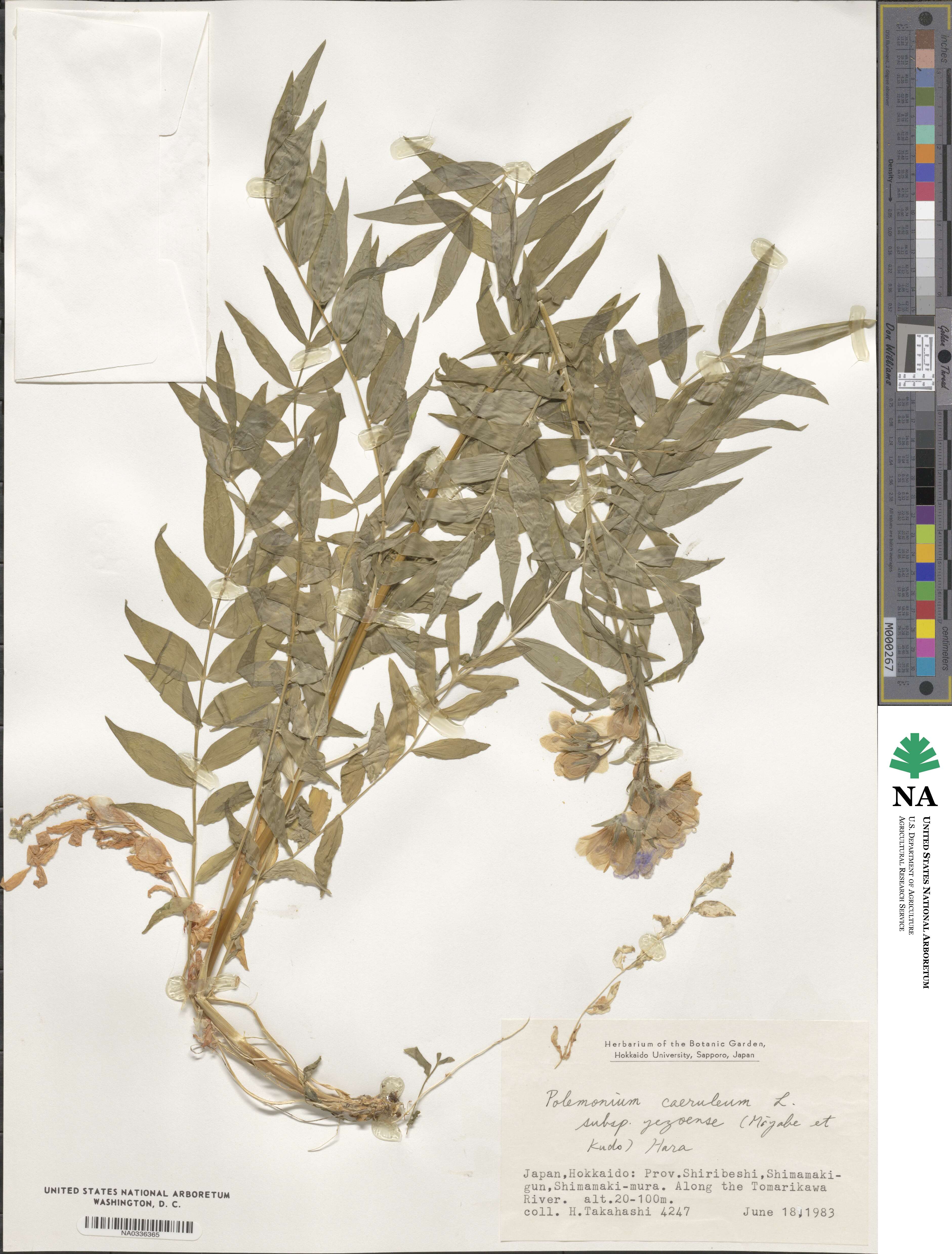 Polemonium caeruleum subsp. yezoense image