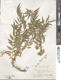 Polemonium caeruleum subsp. yezoense image