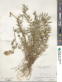 Polemonium caeruleum subsp. yezoense image