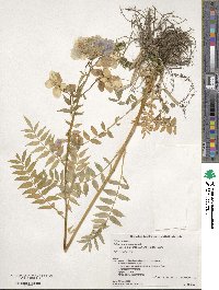 Polemonium caeruleum subsp. yezoense image