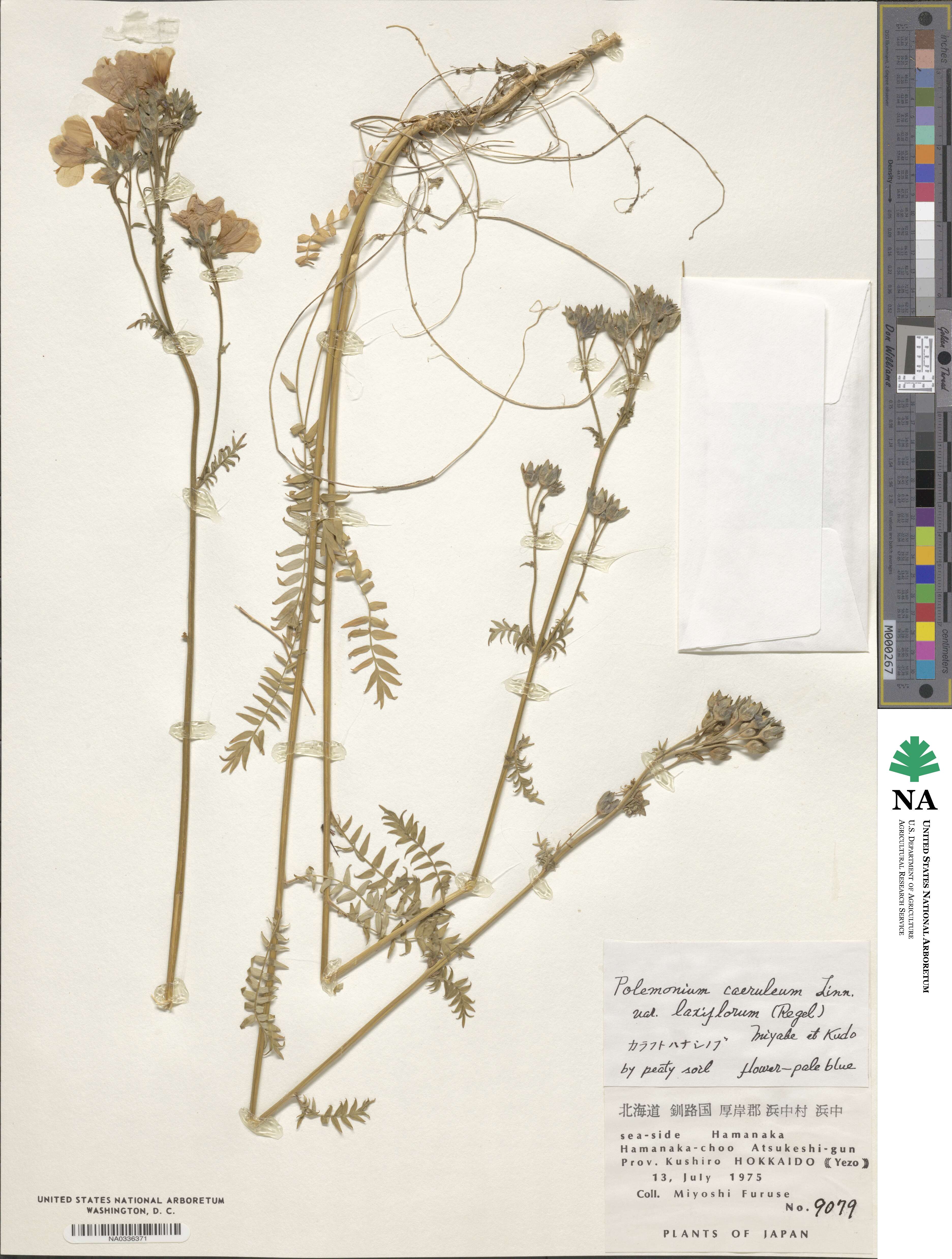 Polemonium caeruleum subsp. laxiflorum image