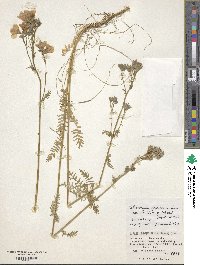 Polemonium caeruleum image