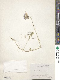 Polemonium caeruleum image