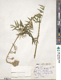 Polemonium caeruleum image