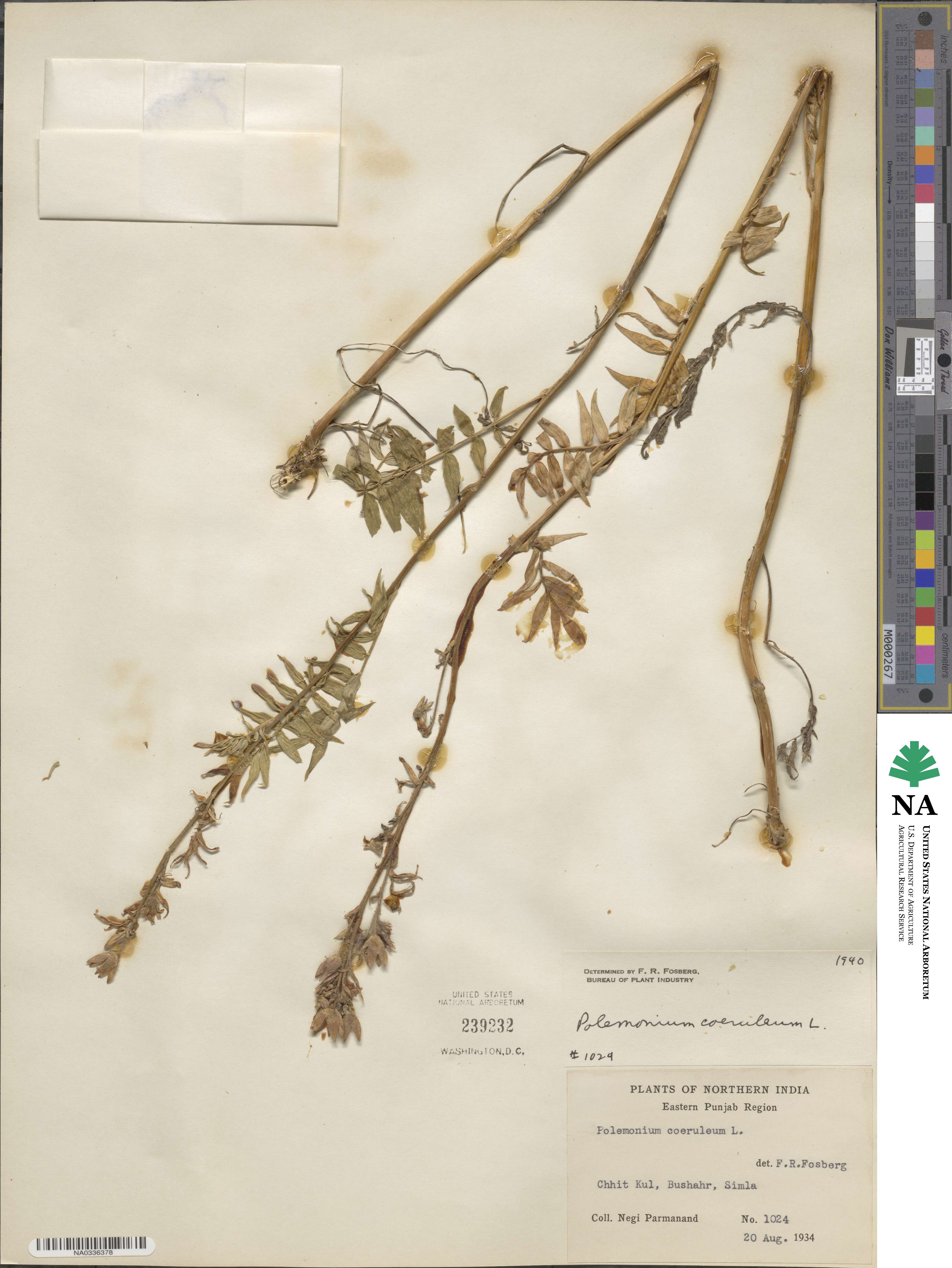 Polemonium caeruleum image