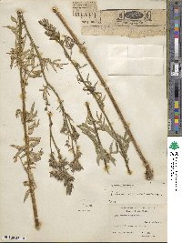 Polemonium caeruleum image