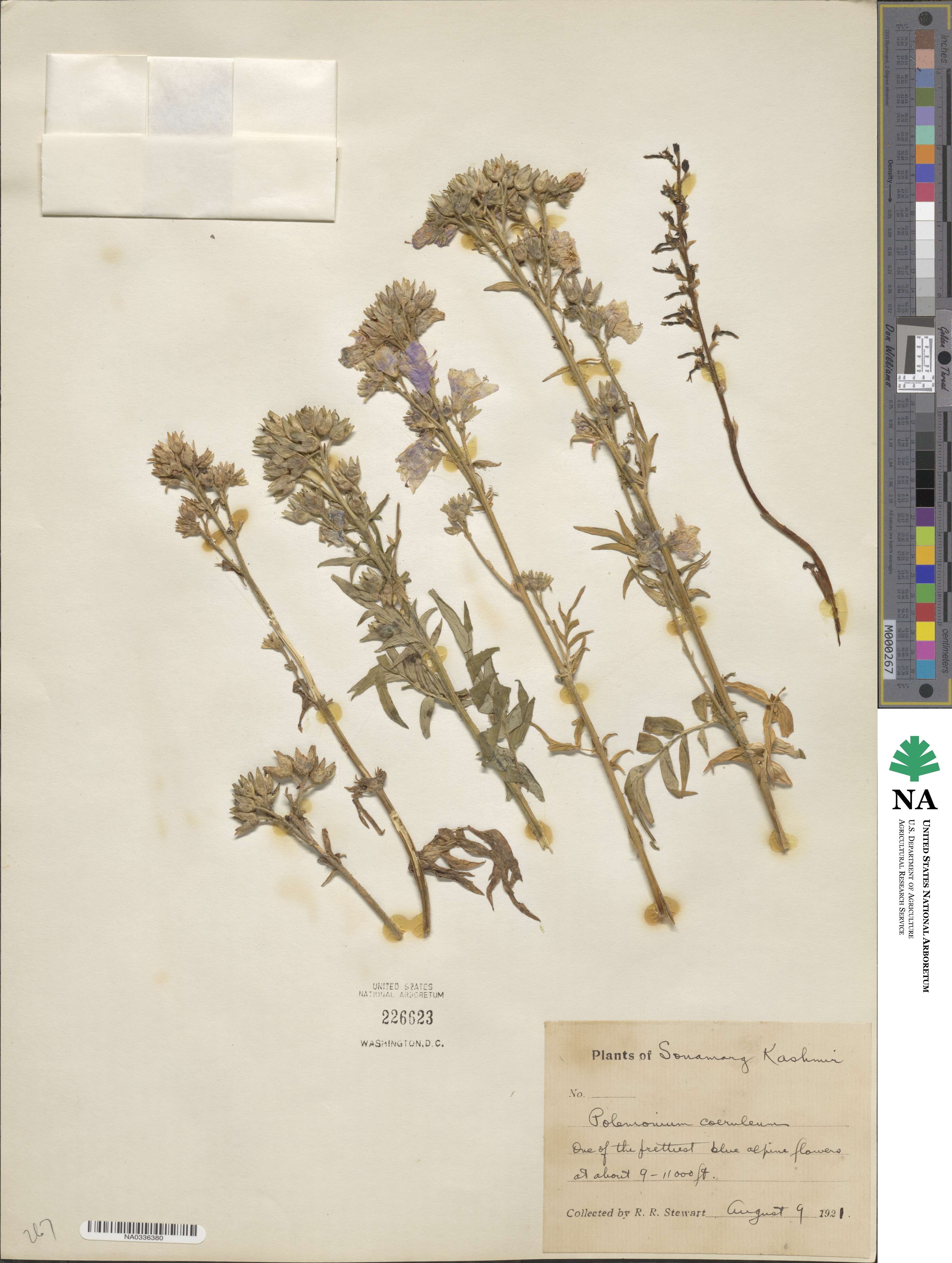 Polemonium caeruleum image