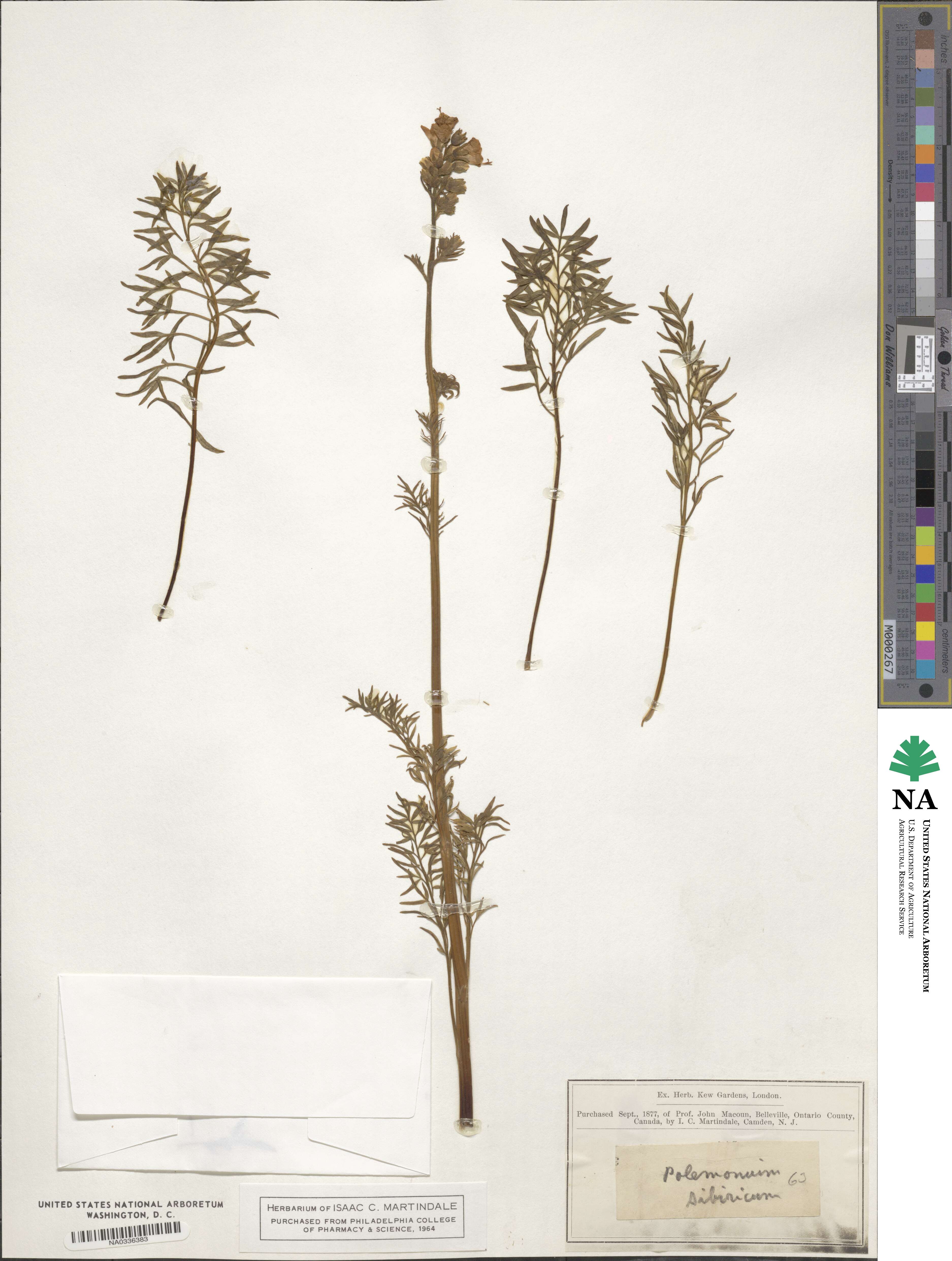 Polemonium sibiricum image