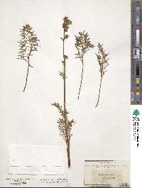 Image of Polemonium sibiricum